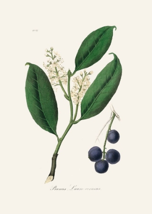 Picture of CHERRY LAUREL (PRUNUS LAUROCERASUS) MEDICAL BOTANY