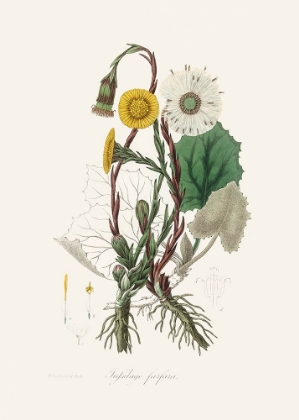 Picture of COLTSFOOT (TUSSILAGO FARFARA)  MEDICAL BOTANY