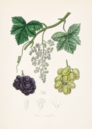 Picture of COMMON GRAPE VINE (VITIS VINIFERA) MEDICAL BOTANY