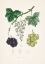 Picture of COMMON GRAPE VINE (VITIS VINIFERA) MEDICAL BOTANY