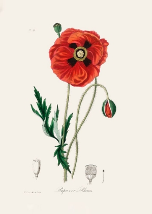 Picture of COMMON POPPY (PAPAVER RHOEAS) MEDICAL BOTANY