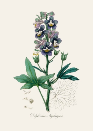 Picture of DELPHINUM STAPHISAGRIA MEDICAL BOTANY