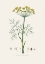 Picture of DILL (ANETHUM GRAVEOLENS)  MEDICAL BOTANY