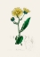Picture of ELECAMPANE (INULA HELENIUM) MEDICAL BOTANY