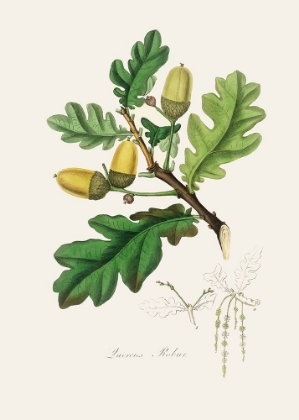 Picture of ENGLISH OAK (QUERCUS) MEDICAL BOTANY