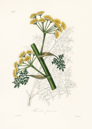 Picture of FERULA PERSICA MEDICAL BOTANY