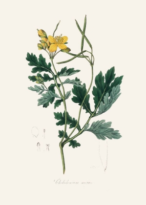 Picture of GREATER CELANDINE (CHELIDONIUM MAJUS) MEDICAL BOTANY