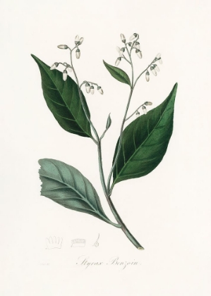 Picture of GUM BENJAMIN TREE (STYRAX BENZOIN MEDICAL BOTANY