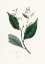 Picture of GUM BENJAMIN TREE (STYRAX BENZOIN MEDICAL BOTANY