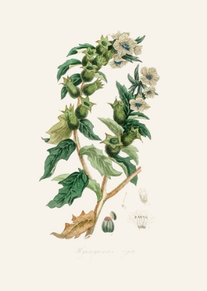 Picture of HENBANE (HYOSCYAMUS NIGER) MEDICAL BOTANY