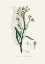Picture of HORSERADISH (COCHLEARIA ARMORACIA)  MEDICAL BOTANY