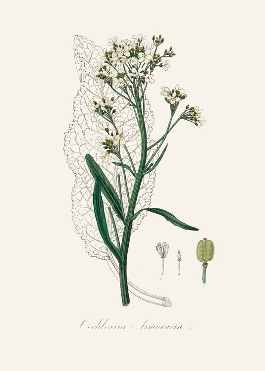 Picture of HORSERADISH (COCHLEARIA ARMORACIA)  MEDICAL BOTANY