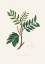 Picture of LENTISK (PISTACIA LENITISCUS) MEDICAL BOTANY