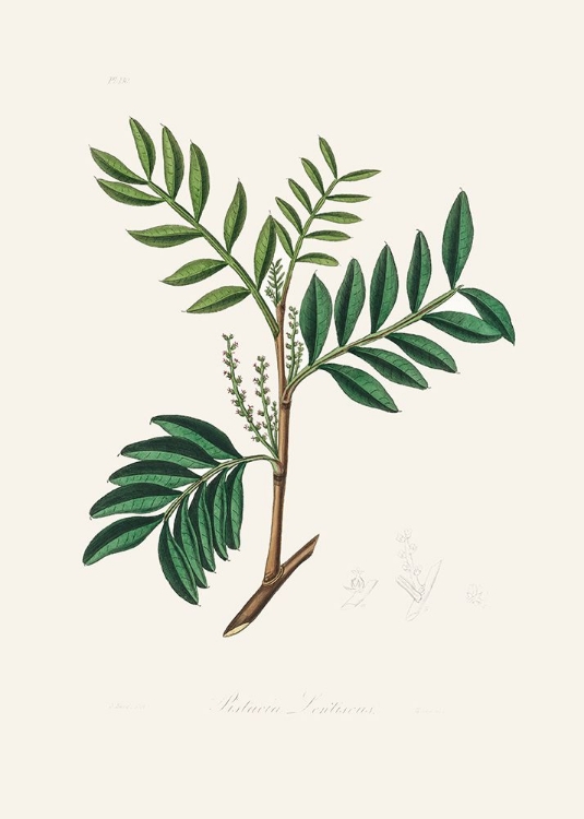 Picture of LENTISK (PISTACIA LENITISCUS) MEDICAL BOTANY