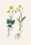 Picture of LESSER SPEARWORT (RANUNCULUS FLAMMULA) MEDICAL BOTANY