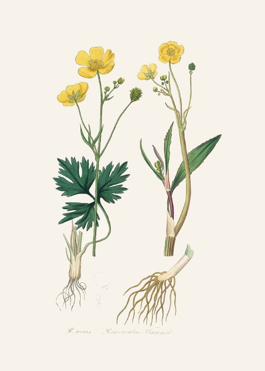 Picture of LESSER SPEARWORT (RANUNCULUS FLAMMULA) MEDICAL BOTANY