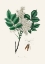 Picture of MANNA ASH (FRAXINUS ORNUS) MEDICAL BOTANY