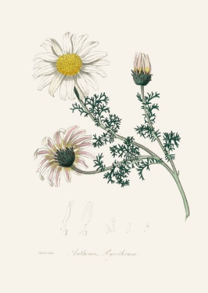 Picture of MOUNT ATLAS DAISY (ANTHEMIS PYRETHRUM) MEDICAL BOTANY
