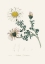 Picture of MOUNT ATLAS DAISY (ANTHEMIS PYRETHRUM) MEDICAL BOTANY