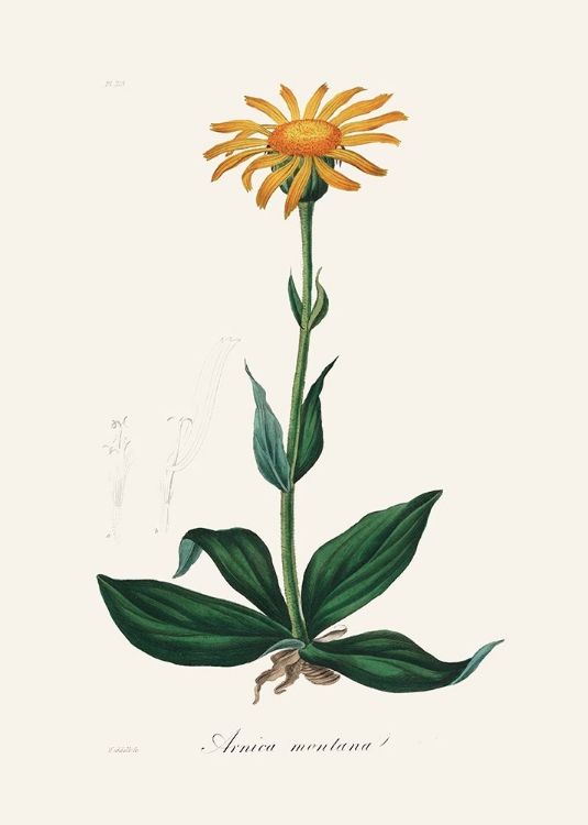 Picture of MOUNTAIN ARNICA (ARNICA MONTANA) MEDICAL BOTANY