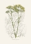 Picture of OPOBALSAM (PASTINACA OPOPANAX)  MEDICAL BOTANY
