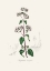 Picture of OREGANO (ORIGANUM VULGARE) MEDICAL BOTANY