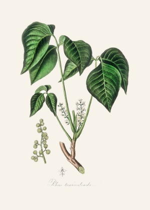 Picture of POISON IVY (RHUS TOXICODENDRON) MEDICAL BOTANY