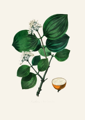 Picture of POISON NU (STRYCHNOS NUX VOMICA) MEDICAL BOTANY