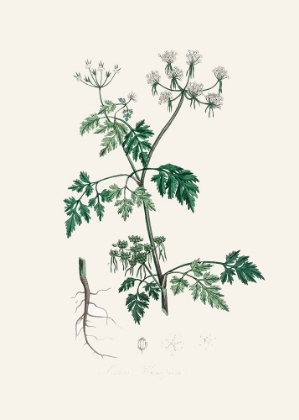 Picture of POISON PARSLEY (AETHUSA CYNAPIUM) MEDICAL BOTANY