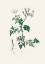Picture of POISON PARSLEY (AETHUSA CYNAPIUM) MEDICAL BOTANY