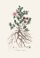 Picture of RHATANY (KRAMERIA TRIANDREA) MEDICAL BOTANY