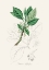 Picture of SASSAFRAS (LAURUS SASSAFRAS) MEDICAL BOTANY