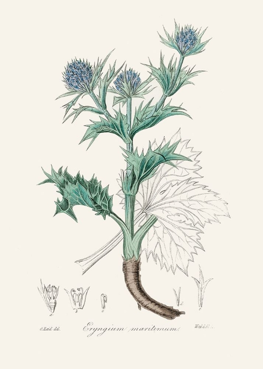 Picture of THE SEA HOLLY (ERYNGIUM MMARITIMUM) MEDICAL BOTANY