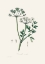 Picture of WATER DROPWORT (ONANTHE GROCATA) MEDICAL BOTANY