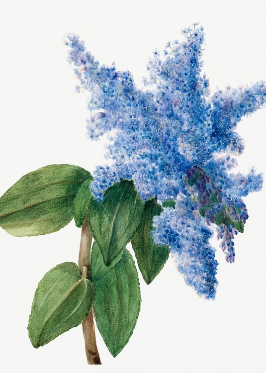 Picture of CALIFORNIA LILAC (1935)