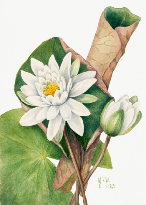Picture of AMERICAN WATERLILY (1920)