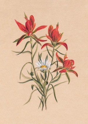 Picture of INDIAN PAINTBRUSH (1883)