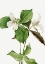 Picture of LARGE WHITE TRILLIUM