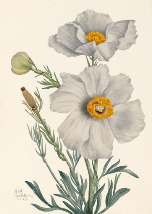 Picture of MATILIJA POPPY