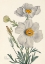 Picture of MATILIJA POPPY