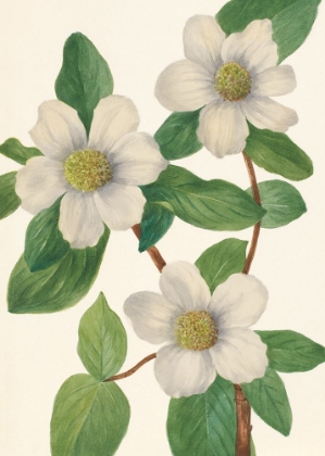 Picture of PACIFIC DOGWOOD