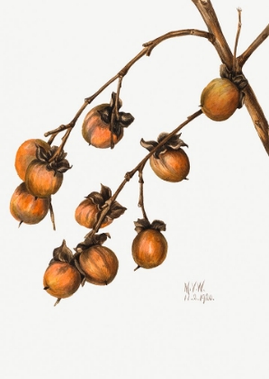 Picture of PERSIMMON (1920)