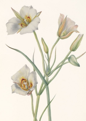 Picture of SEGO LILY