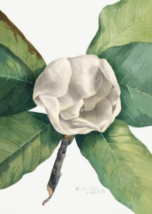 Picture of SOUTHERN MAGNOLIA (1918)