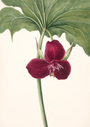 Picture of SWEET TRILLIUM