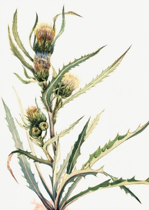 Picture of WHITE THISTLE