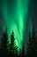 Picture of NORTHERN LIGHTS IN THE WOODS