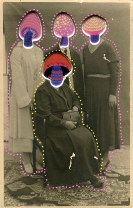 Picture of FUNGUS FAMILY