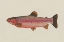 Picture of FISHY
