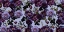 Picture of GOTHIC_ LILAC